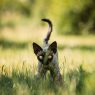 Funny Young Gray Devon Rex Kitten In Green Grass. Short-haired Cat Of English Breed.