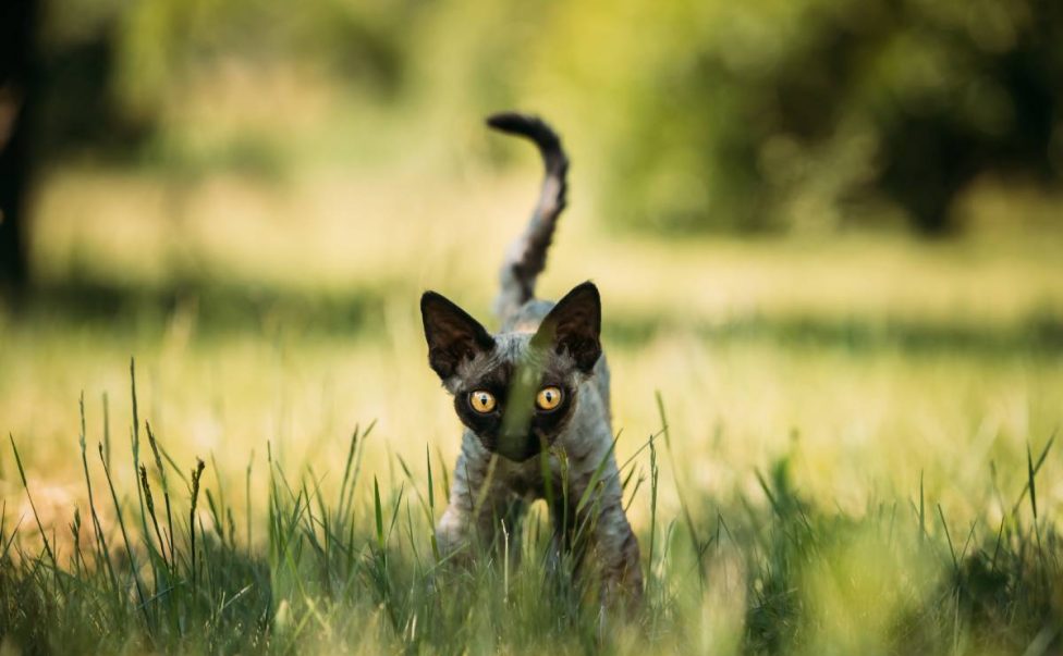 Funny Young Gray Devon Rex Kitten In Green Grass. Short-haired Cat Of English Breed.