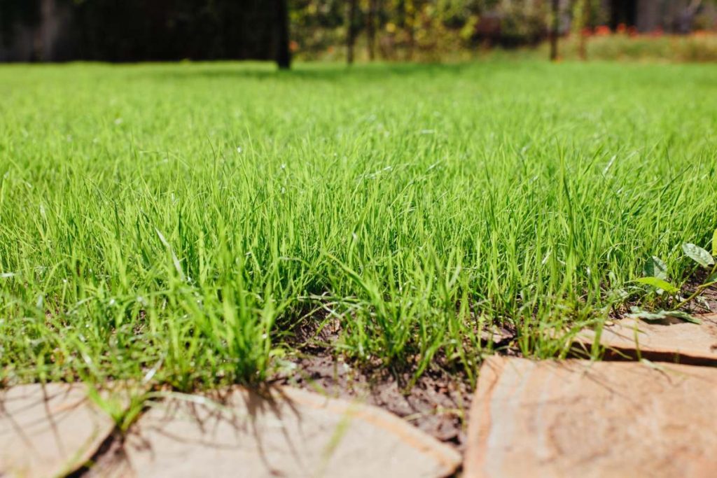 beautiful young lawn, excellent grass background