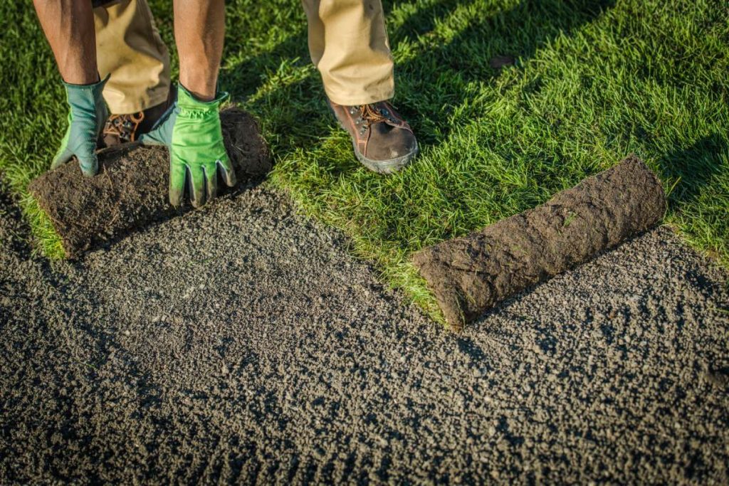 Residential Lawn Grass Installation From Rolls. Caucasian Gardener Installing Brand New Natural Grass Turfs. Gardening Theme.