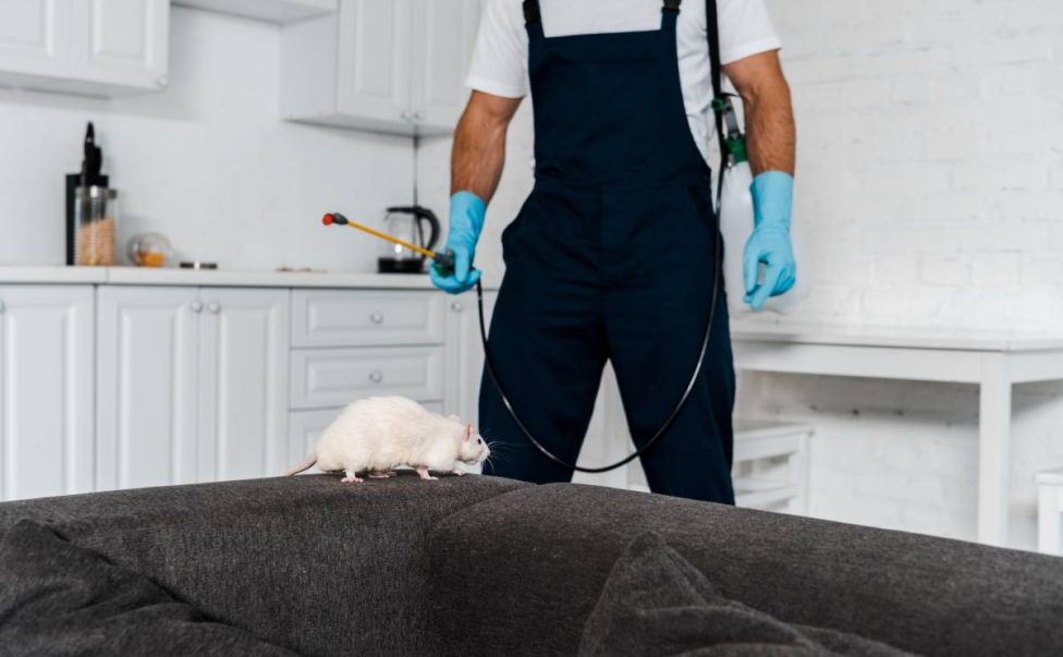 selective focus of rat running on grey sofa near exterminator standing with equipment